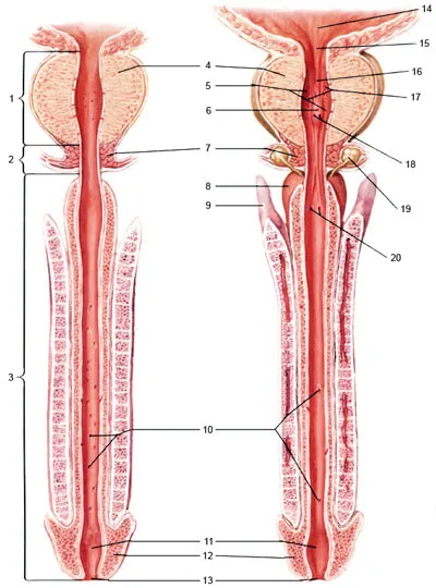 A húgycső (urethra)