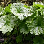 Ciuperci în oală, casa, gradina, gradina bucătărie