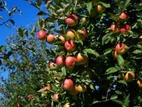 bolile micotice de arbori de grădină, cultivator (conac)