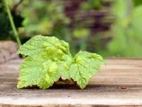 bolile micotice de arbori de grădină, cultivator (conac)