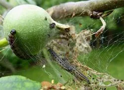 Caterpillar на ябълка - как да се борим