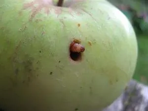 Caterpillar на методи за контрол на ябълка
