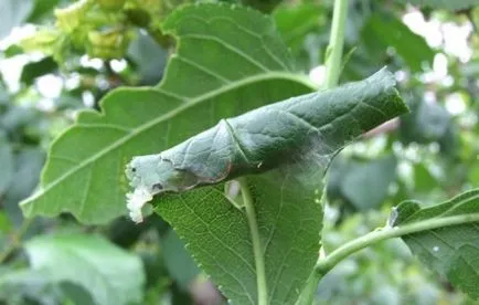 Caterpillar alma típusainak leírása a hernyók, fotó, hogyan lehet megszabadulni