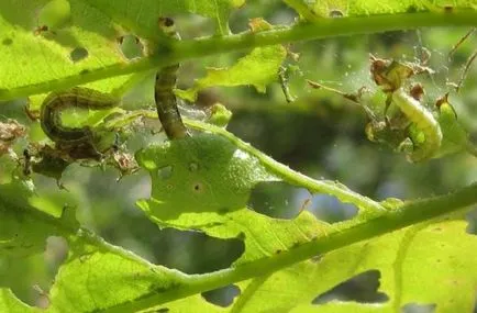 Caterpillar privind metodele de control de mere