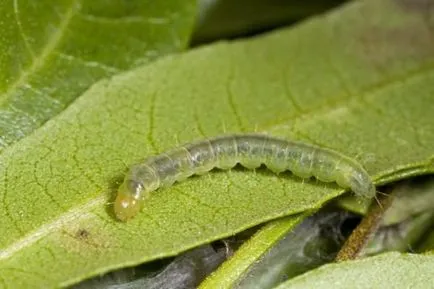 Caterpillar alma