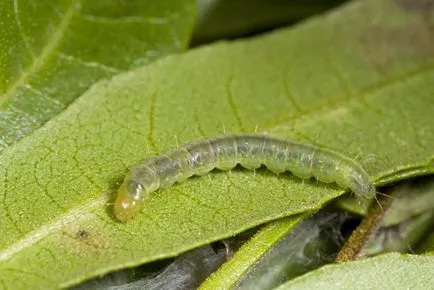 Caterpillar alma ellenőrzési módszerek