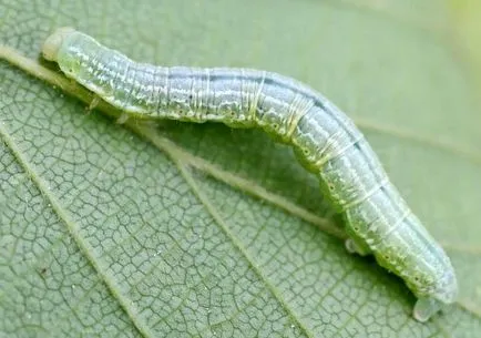 Caterpillar на ябълка описание на видовете гъсеници, снимка, как да се отървете