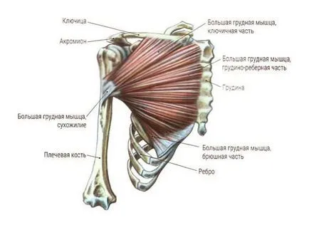 Печ местоположение и функция