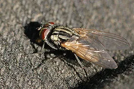 Muștele, sistematicii, housefly - paraziți imaginari