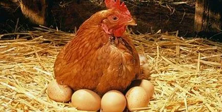 Възможно ли е да се даде пиле Картофобелачки на - Съвети