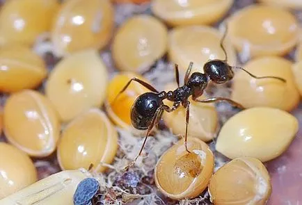 Мравки в апартамента - борбата на пътищата