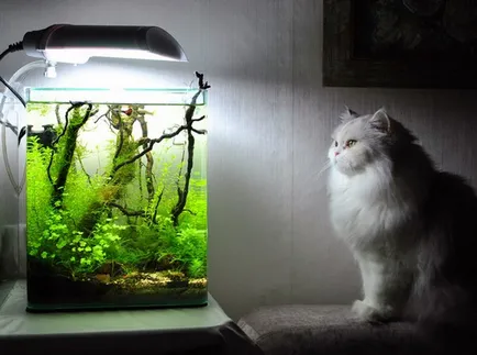 Nano-Aquarium - 