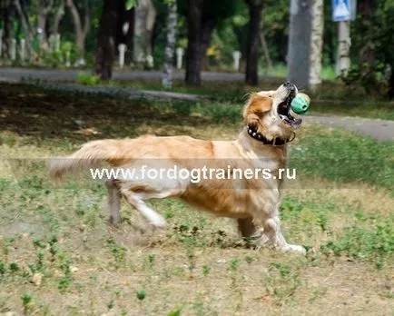 Ball kutyák fogápoló «fogmosás»