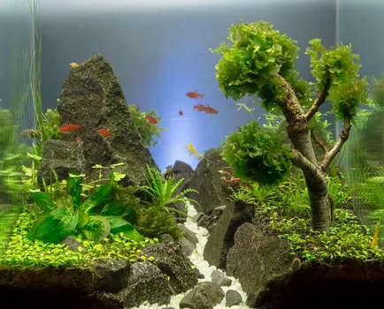 Nano-Aquarium - 