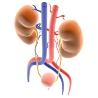 nephroptosis rinichi - simptomele și tratamentul rinichi plutitor