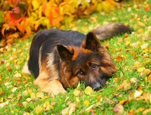 Germană mâncare pentru câini Shepherd și îngrijire câine