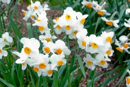 plantare Daffodil și de îngrijire, specii și varietăți, fotografii