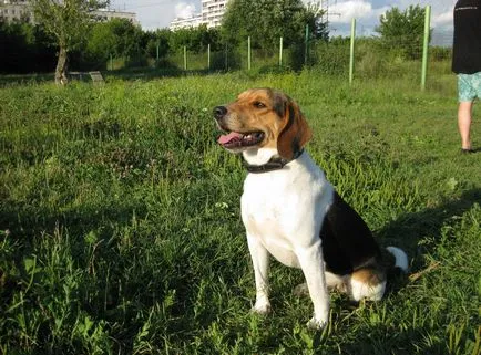 Unele fapte și descrierea Hound estonă rasa