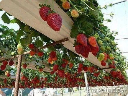 căpșuni în creștere neobișnuite