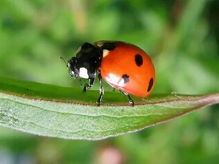 Insecte - ajutoare în lupta împotriva dăunătorilor grădină