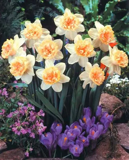 plantare Daffodil și de îngrijire, specii și varietăți, fotografii