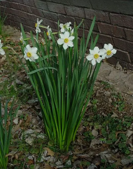 Narciselor, narcise, descriere, îngrijire