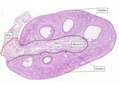 Normál petefészkek ultrahanggal (előadás diagnostere)