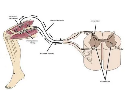 Tratamentul neurochirurgical tulburărilor motorii cu paralizie cerebrală