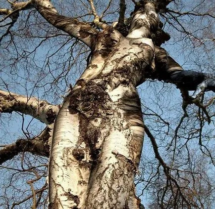 Imbratisati copac și-l cere ajutor
