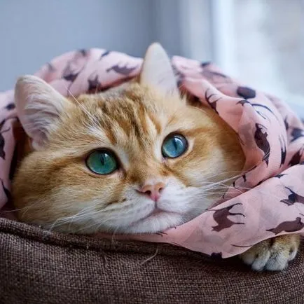 Очарователна котка Josico, който се нарича котка в чизми в реалния живот
