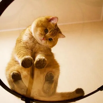 Очарователна котка Josico, който се нарича котка в чизми в реалния живот