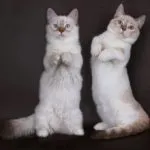 Descriere, caracter, fotografie rasa pisici persane