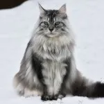 Maine Coon fekete, piros és más