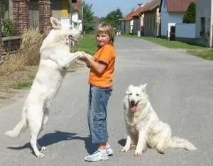 Leírás kutyák Berger Blanc Suisse értékelések tulajdonosok és fotók