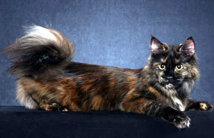 Culori pisici Maine Coon