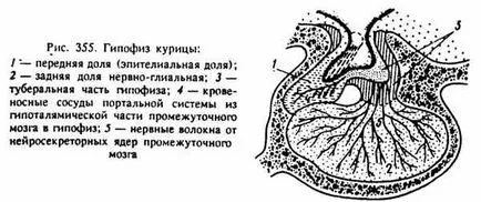 Органи на вътрешна секреция