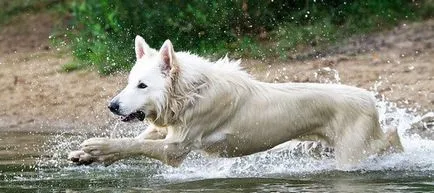 Leírás kutyák Berger Blanc Suisse értékelések tulajdonosok és fotók