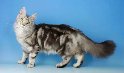 Culori și descriere tip Maine Coon