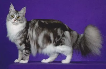 Színek macskák Maine Coon