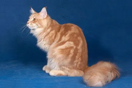 Színek macskák Maine Coon