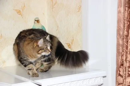 Fajta, szibériai macska tenyészet hagyományos színek - grasiona