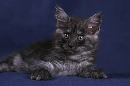 Culori pisici Maine Coon