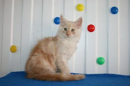 Culori pisici Maine Coon