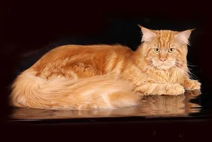 Színek macskák Maine Coon