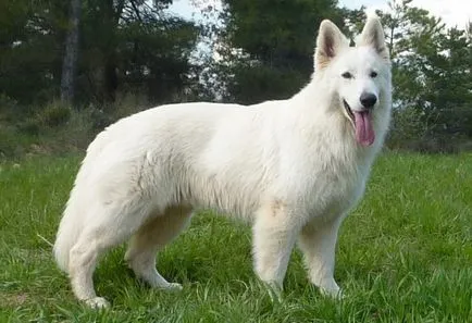 Leírás kutyák Berger Blanc Suisse értékelések tulajdonosok és fotók