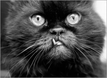 На лицевата страна на котки, джинджифил котка