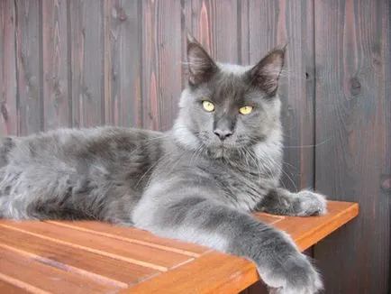 Színek macskák Maine Coon