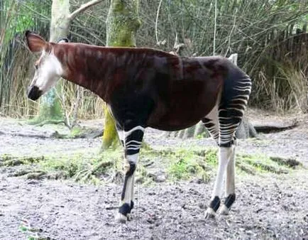 Okapi - mic girafa cu un gât scurt