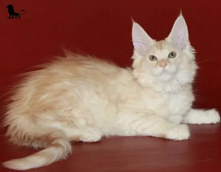 Culorile Maine Coon, felisa profesionist Maine Coon leoland