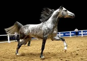 Orlovskaya ügető ló származás leírása, különösen érdekel ló